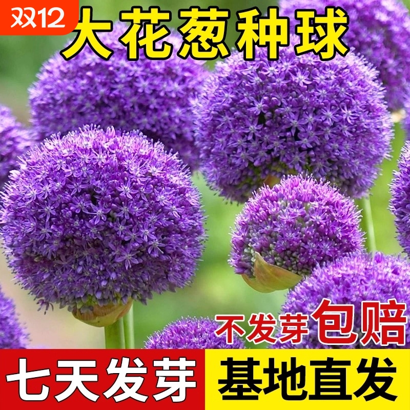 四季大花葱荷兰进口种球耐寒花卉盆栽庭院地栽大葱花球根球种大使