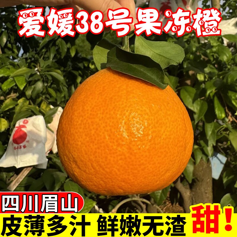 正宗四川爱媛38号果冻橙眉山产地直发新鲜橙子应当季孕妇水果整箱