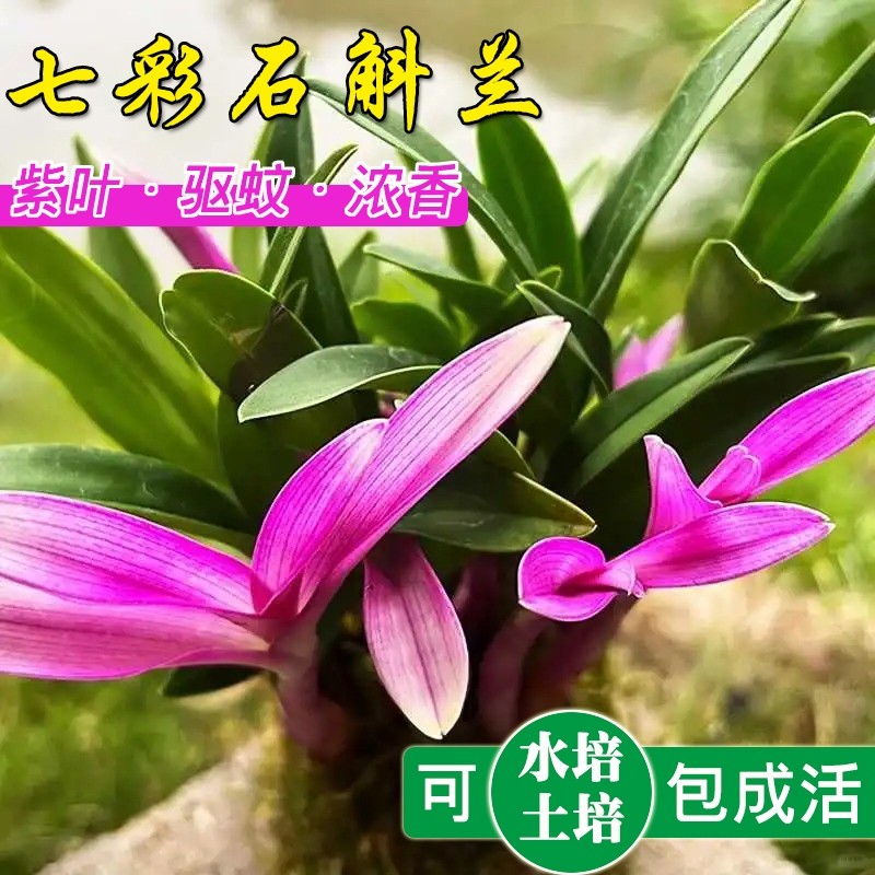好养七彩香水石斛兰冬带花紫叶浓香花卉盆栽净化空气水培桌面绿植