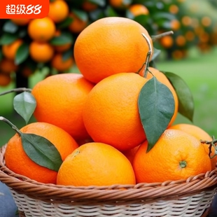 【精品彩箱】新鲜脐橙正宗高山甜橙子批发应季水果手剥甜橙纽荷尔