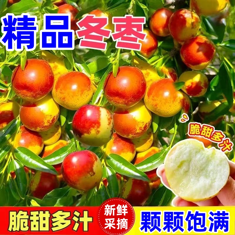 正宗冬枣脆甜新鲜大果应季整箱枣子现摘脆枣冰糖大枣5斤当季水果