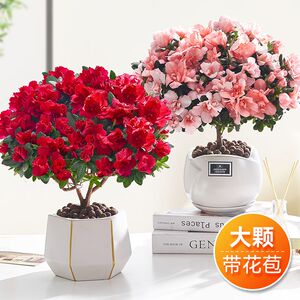 杜鹃花盆栽花卉植物室内四季开花茉莉带花苞栀子花绿植九里香好养