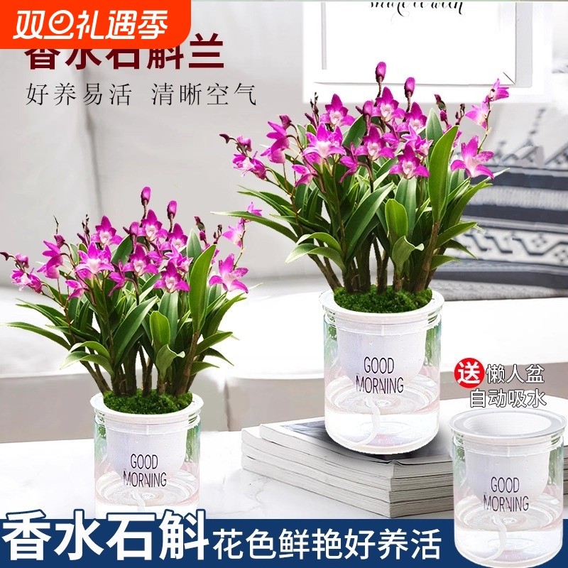 七彩香水石斛兰花苗盆栽带花苞水培绿植花卉香氛室内外好养罕见