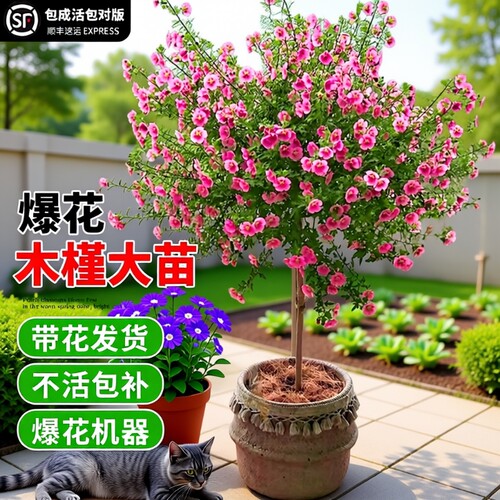 木槿花盆栽重瓣树苗蓝雪花四季小木槿棒棒糖小苗食用新鲜四季开花