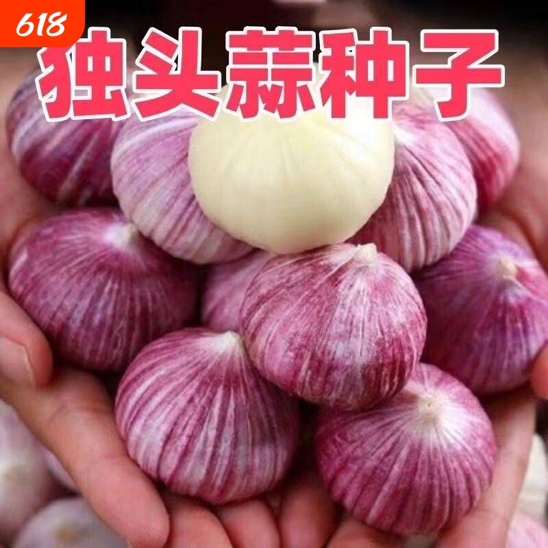 【2025年新种子】独头蒜种子紫皮正宗独头蒜种子促销活动