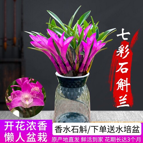 七彩香水石斛兰花|超4000次加购