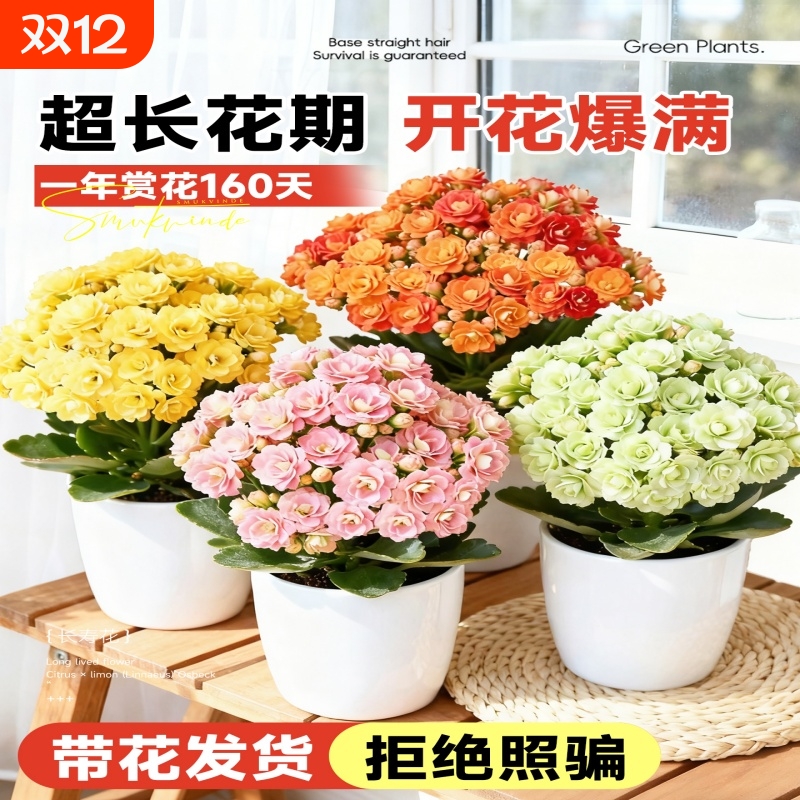 长寿花盆栽花卉室内四季带花苞