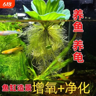 水芙蓉浮萍水草鱼池净化水质凤眼莲水养增氧真水草乌龟造景生态缸