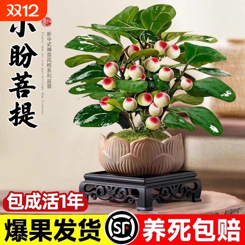 小盼菩提盆栽30天养死全额退款