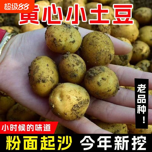 恩施小土豆新鲜马铃薯