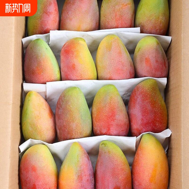 现摘贵妃芒芒果新鲜芒果水果当季带箱树上熟贵妃红金玉大青煌台芒