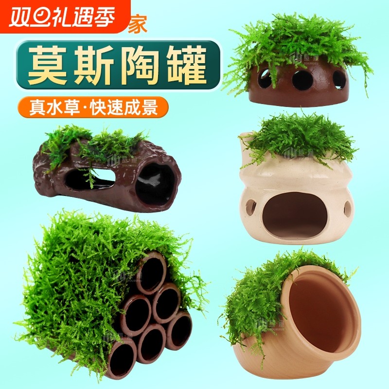 莫斯陶罐水草鱼缸造景真植物躲避罐虾屋小摆件繁殖躲避屋底部水质