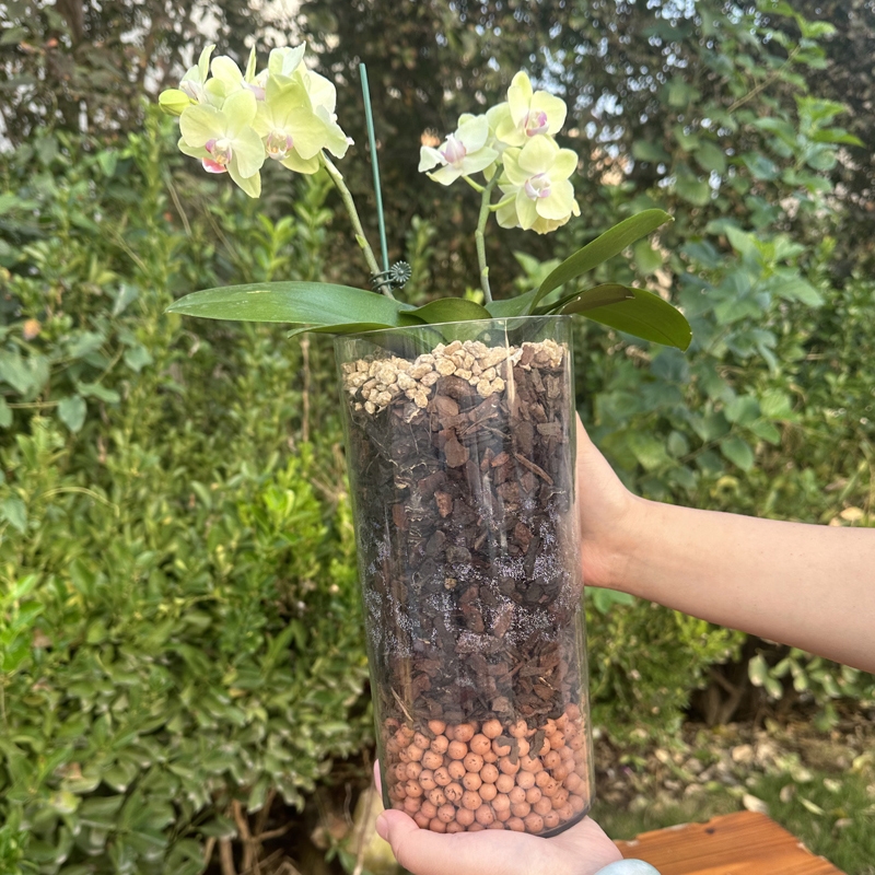 蝴蝶兰湿养杯花盆亚克力花瓶透明水培盆精致桌面养花园艺圆形阳台