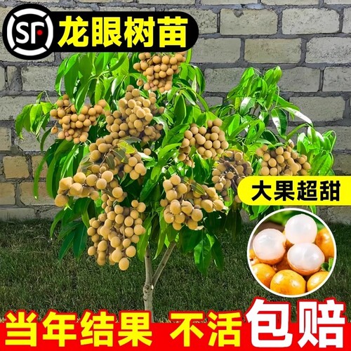 龙眼树苗嫁接盆栽水果树苗储良桂圆石硖南方四季种植地栽当年结果