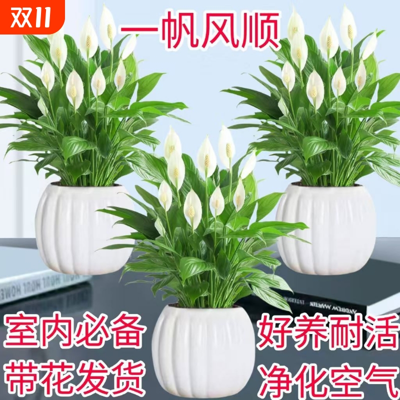 白掌盆栽室内水培植物净化空气四季常青客厅摆放花卉金钱树好养活