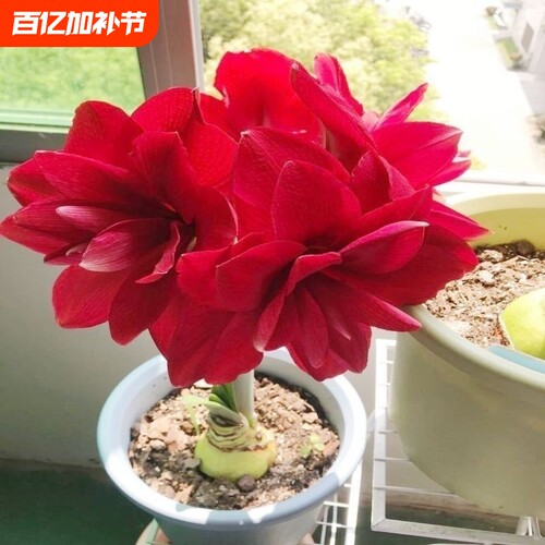 【常年开花】荷兰进口重瓣朱-顶-红盆栽花阳台庭院好养活春节装饰