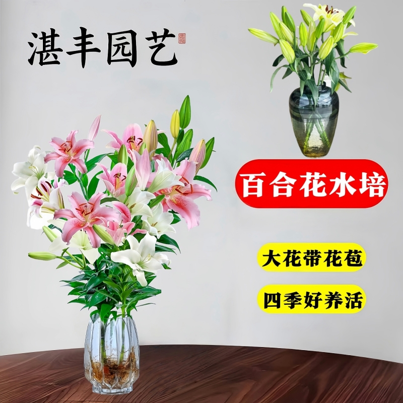 水培植物香水百合花盆栽花束带花苞四季室内客厅花卉水养插花鲜花