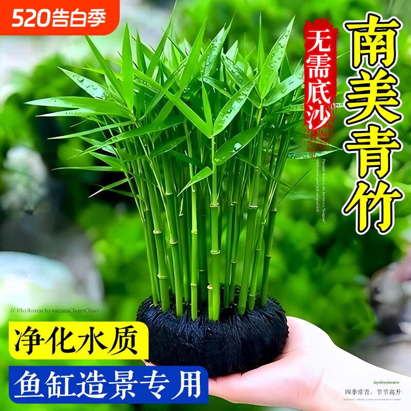 南美青竹水草鱼缸专用植物坨草净化水质养鱼造景装饰阴性增氧养护
