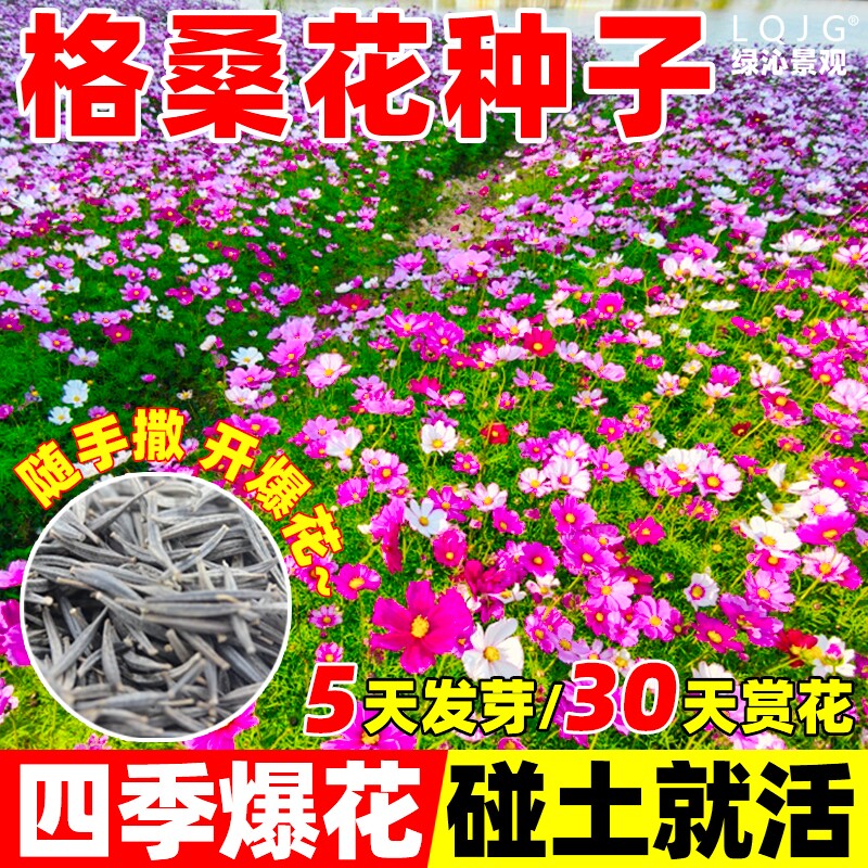 格桑花种籽子野花组合波斯菊花籽太阳花种孑草坪四季播种开花种子