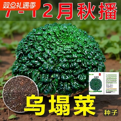 乌塌菜菜种子耐寒黄心籽