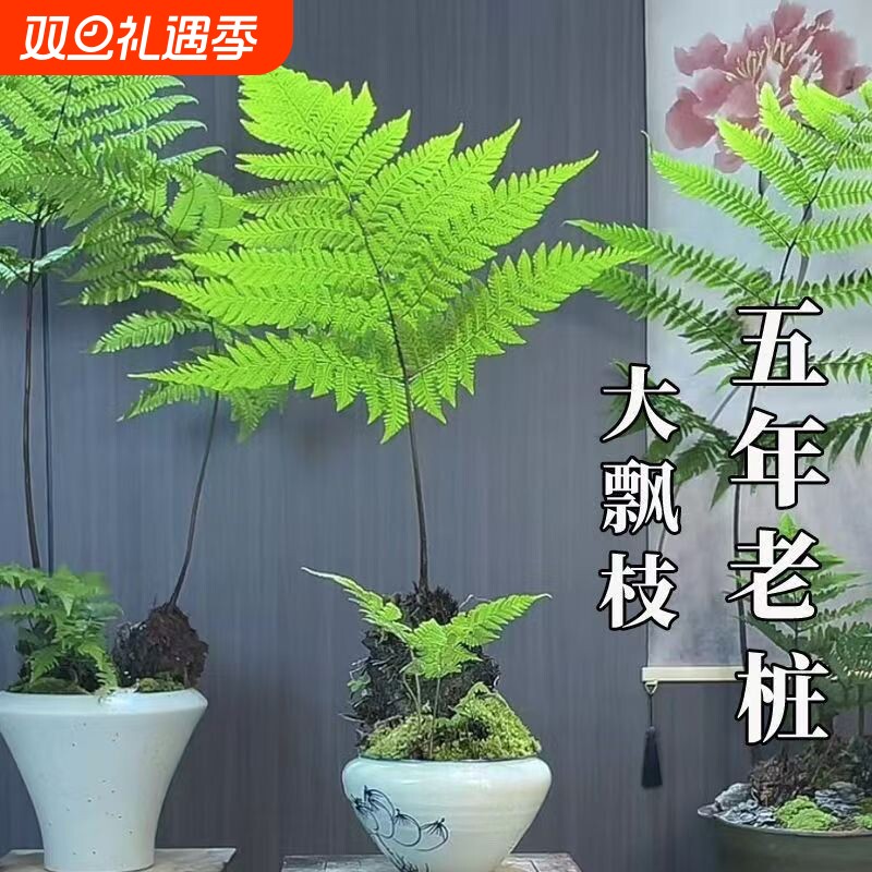 蕨类植物苔藓球红磷蕨绿植花卉净化空气美观休闲