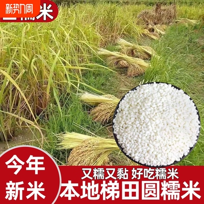 贵州糯米新米包粽子糍粑用圆香禾糯白大米农家特产糙杂粮优质梯田