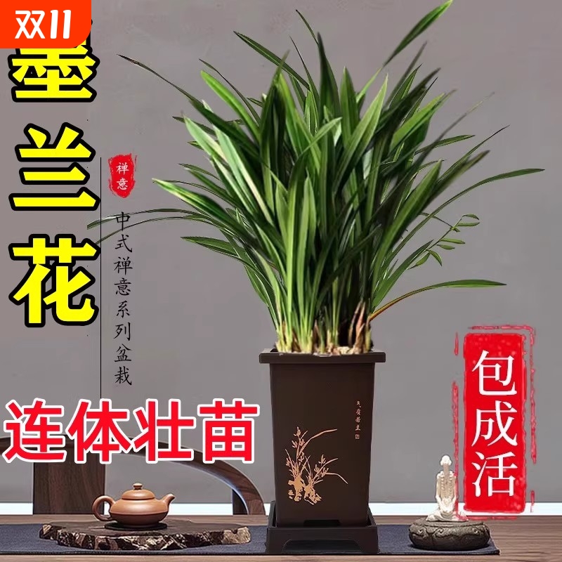 带盆栽好名贵兰花苗冬带花精品墨兰室内好养浓香年宵花卉绿植盆栽