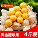 包邮 云南姑娘果大果新鲜当季 水果特产灯笼果小金豆甜菇娘果