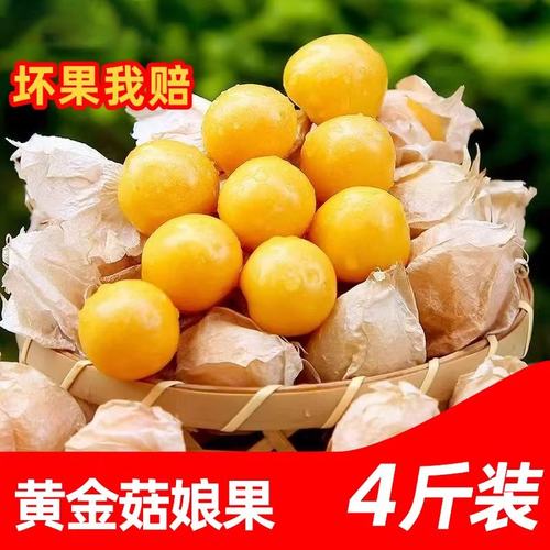 云南姑娘果大果新鲜当季水果特产灯笼果小金豆甜菇娘果包邮