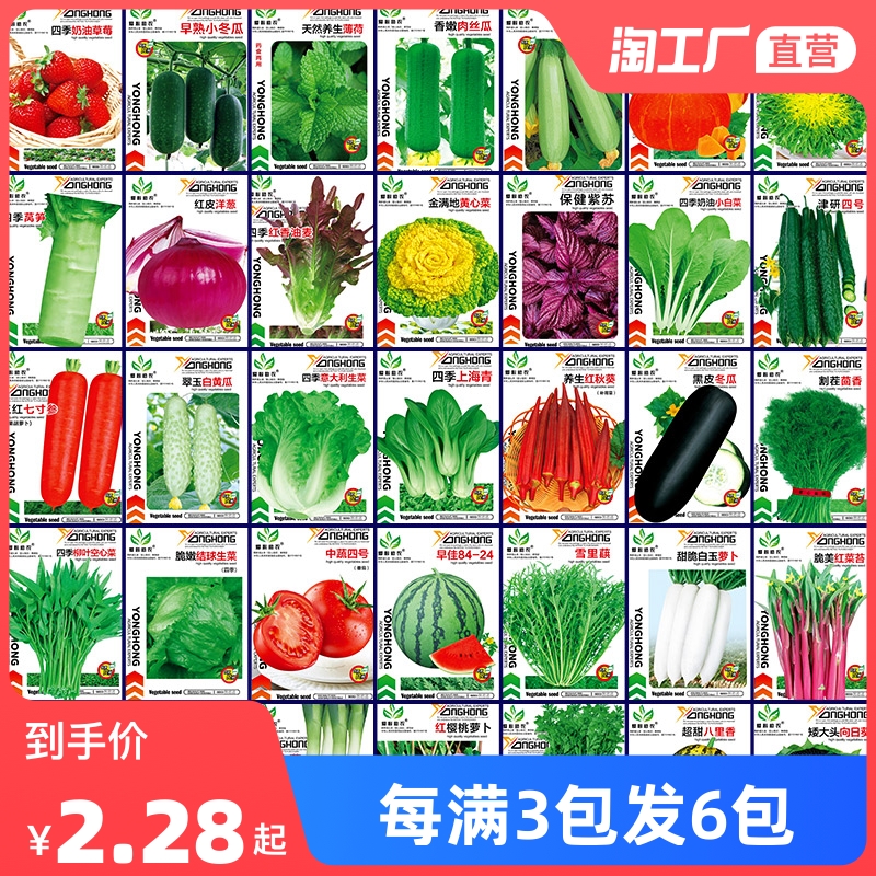 四季播种阳台农家盆栽香菜蔬菜种子