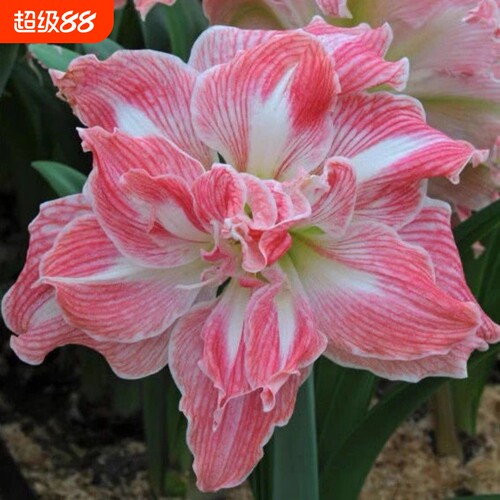 进口朱顶红重瓣盆栽室内阳台花卉四季大全庭院好养活