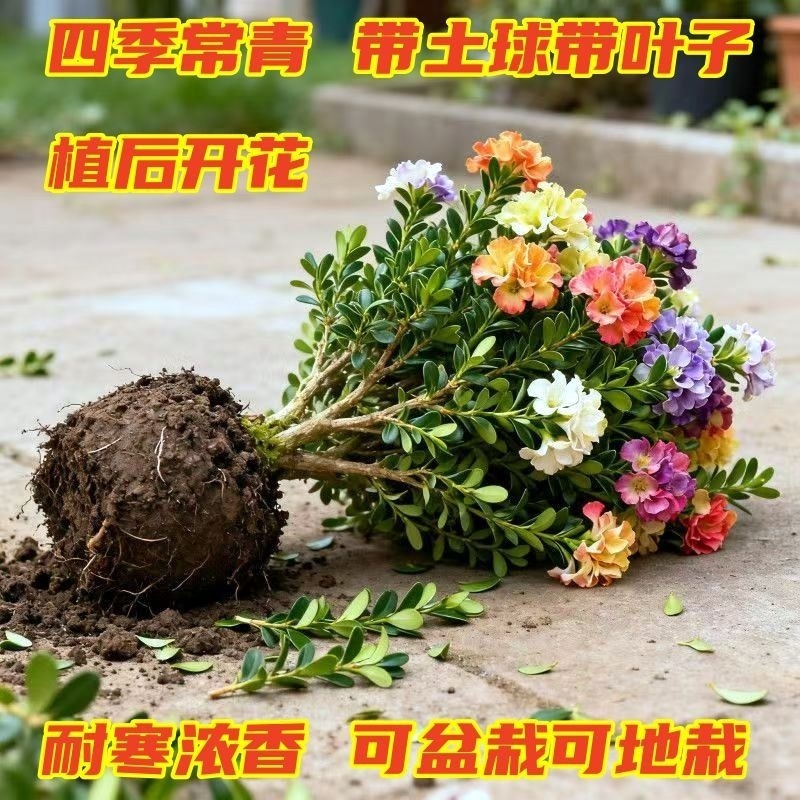 新品推荐耐寒浓香花卉青杨绿植盆栽室内客厅阳台冬季冻不死花好养