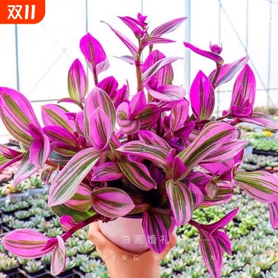 油画婚礼吊兰水培植物小苗盆栽花盆老桩大号大盆好养阳台桌面花卉
