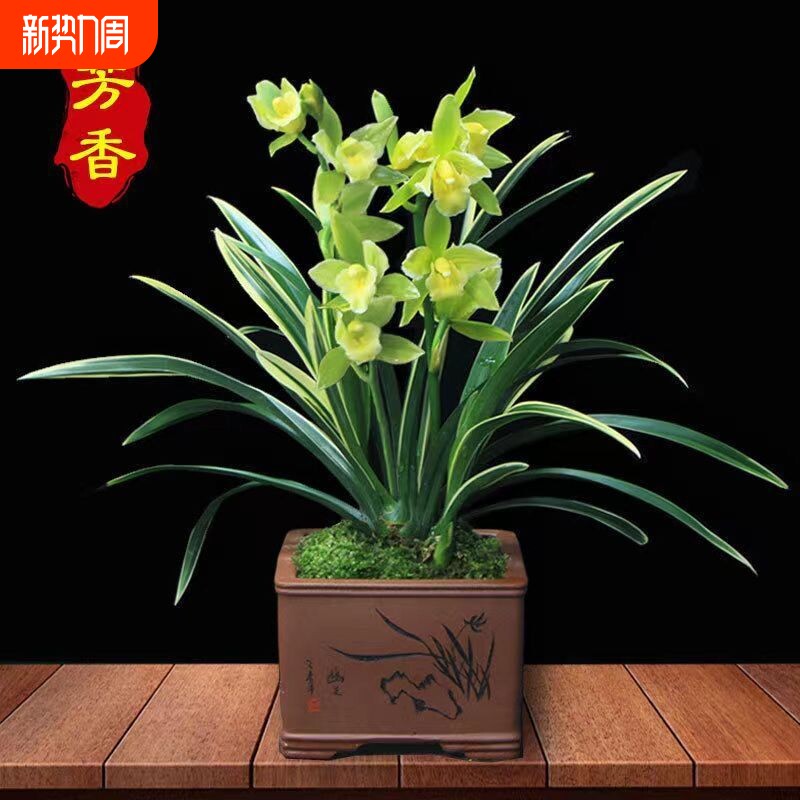 金边金凤冠兰花开花特香浓香型室内好养花卉绿植