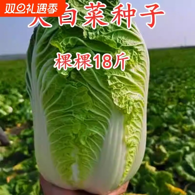 颗颗十八斤大白菜菜种子东北大白菜籽秋季播种庭院棵棵白菜种孑