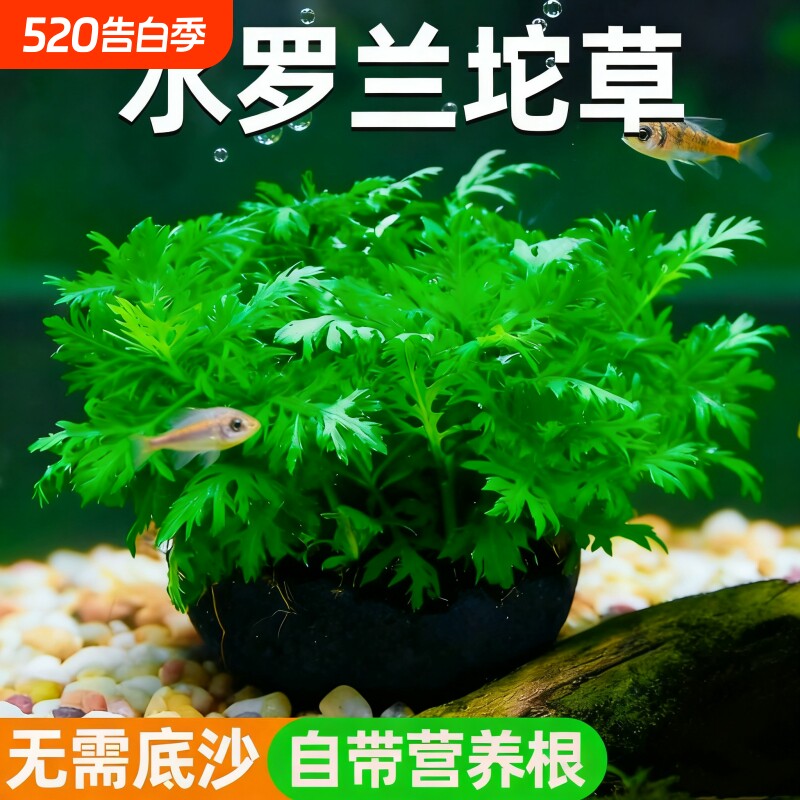 鱼缸造景全套摆件水草植物真草生态养鱼增氧浮萍阴性水培净化植物