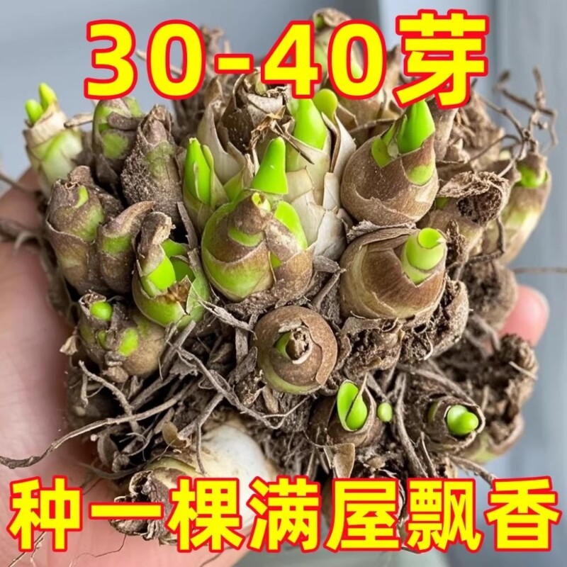 晚香玉重瓣种球大花四季花卉耐寒盆地栽绿植懒人养阳台室内多年生