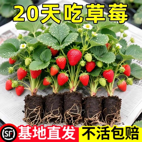 草莓苗秧盆栽四季丹东红颜奶油牛奶大棚种植裸根脱毒秧苗南方批发