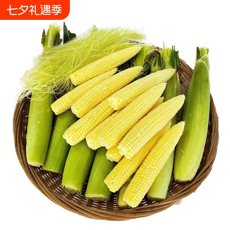新鲜甜玉米笋迷你玉米芯手指鲜蔬菜嫩玉米棒水果玉米3斤包邮现摘