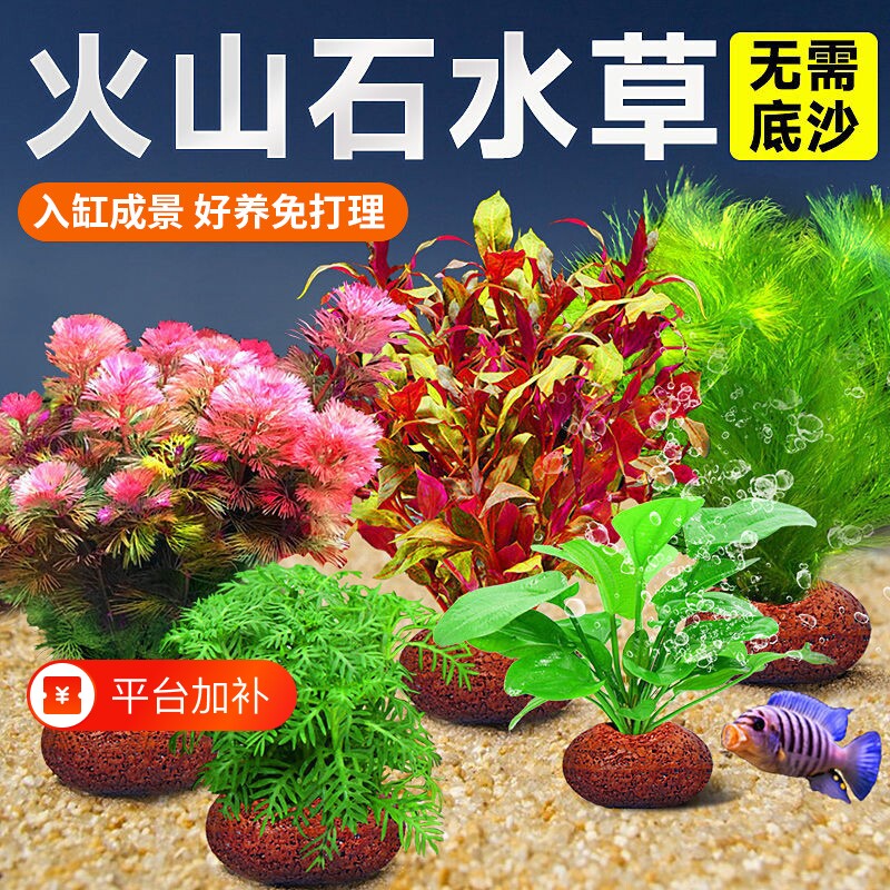 火山石水草植物鱼缸造景真草水培蜈蚣草水榕阴性绿菊净化水质套餐