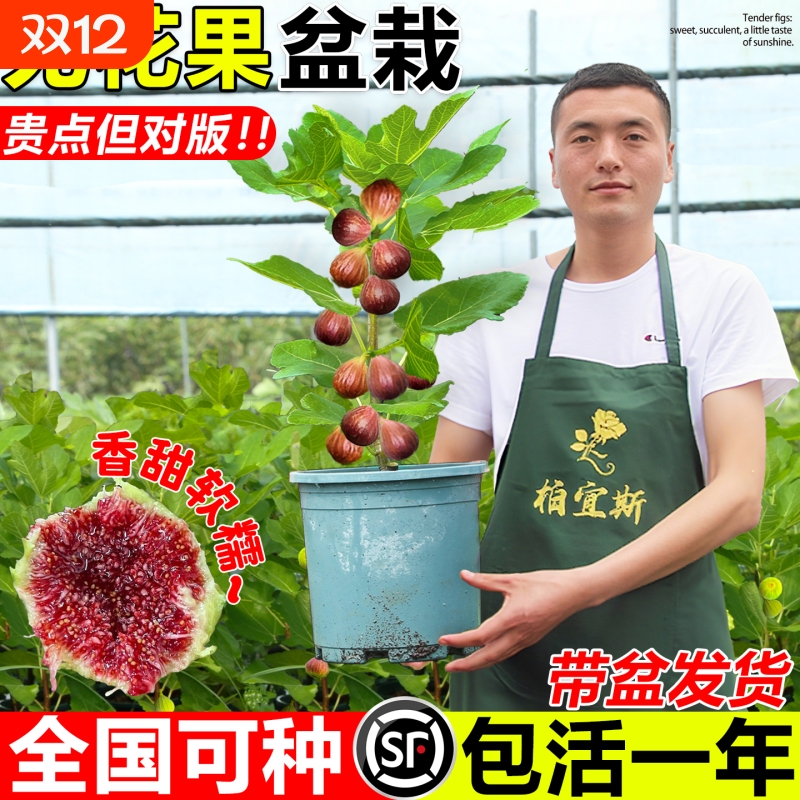 无花果树果苗盆栽四季特大果矮化