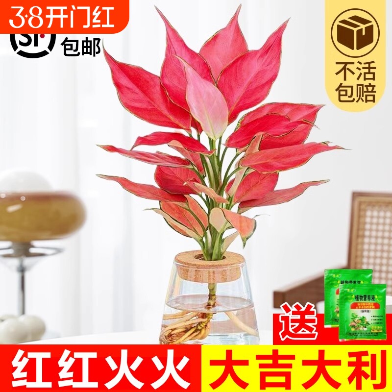 吉利红水培如意皇后室内盆栽植物发财树小绿植四季好养办公室花卉