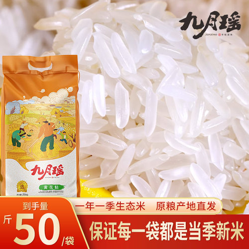 九月瑶黄花占长粒大米50斤