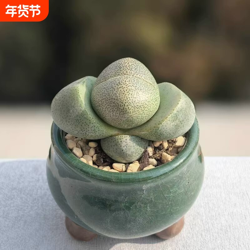 元宝绿帝玉生石花多肉植物盆栽新手好养番杏科肉肉办公室花卉绿植