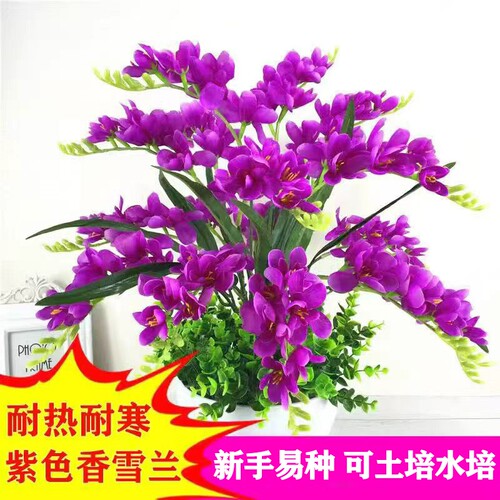 重瓣香雪兰庭院阳台耐寒耐热花卉