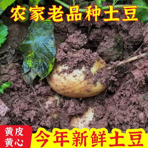 高山土豆新鲜马铃薯农家