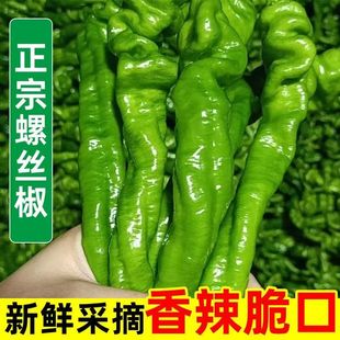新鲜螺丝椒东北特产农家自种时令蔬菜软皮薄皮青皱皮土辣椒