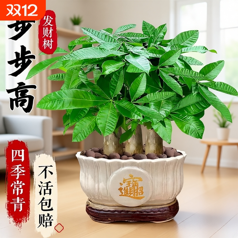 发财树盆栽易活植物室内客厅绿植小盆景四季常青招财室内盆栽花卉