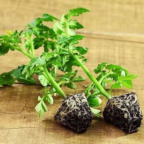 蔬菜苗西红柿苗带土秧苗矮西红柿圣女果水果番茄秧苗四季阳台盆栽