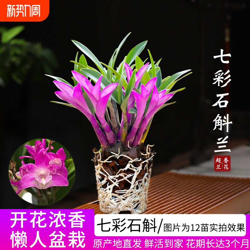 基地直发七彩香水石斛兰花苗四季好养年宵花卉室内浓香盆栽绿植物